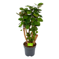 Polyscias Fabian - Aralia - P24 H100 - Kamerplant