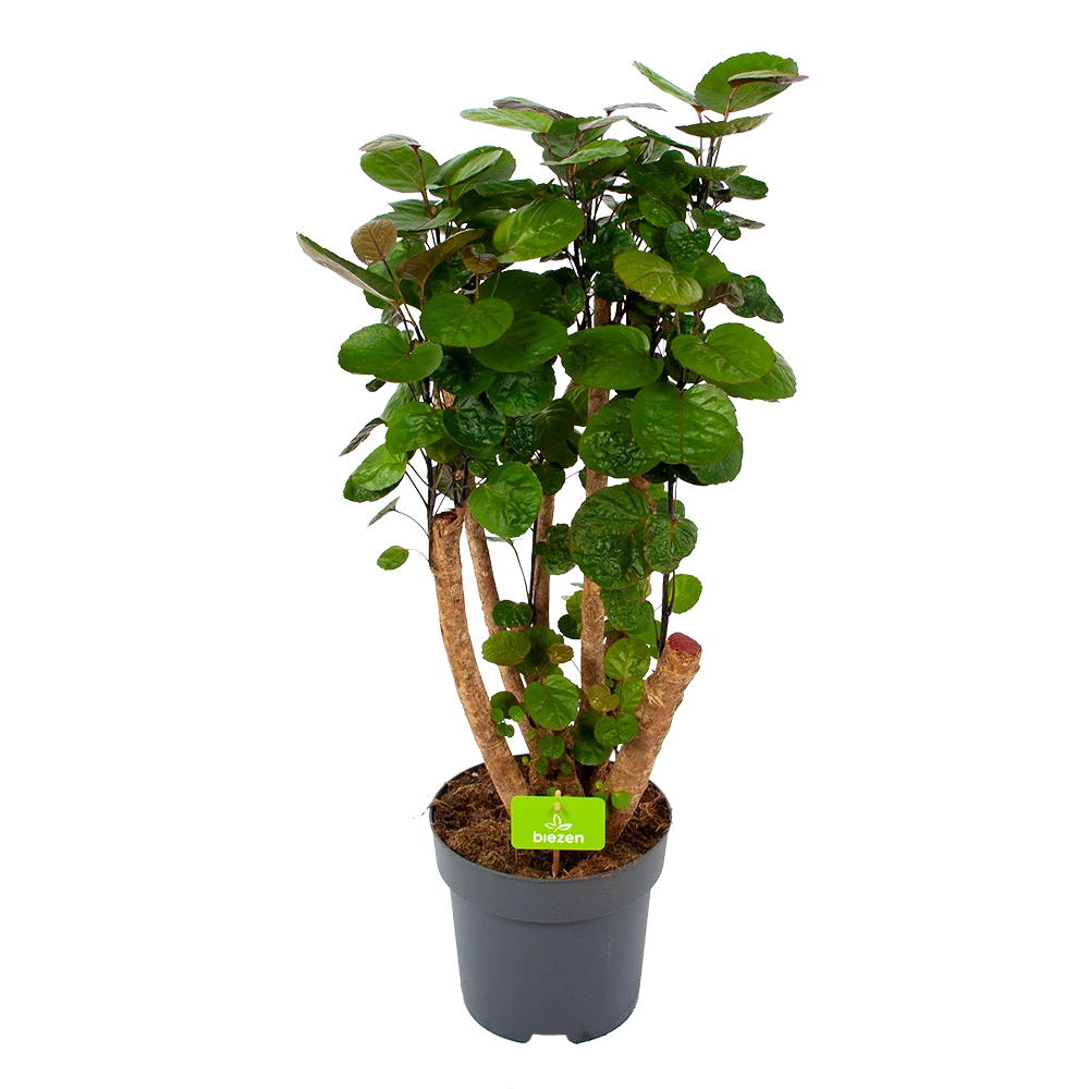 Polyscias Fabian - Aralia - P24 H100 - Kamerplant