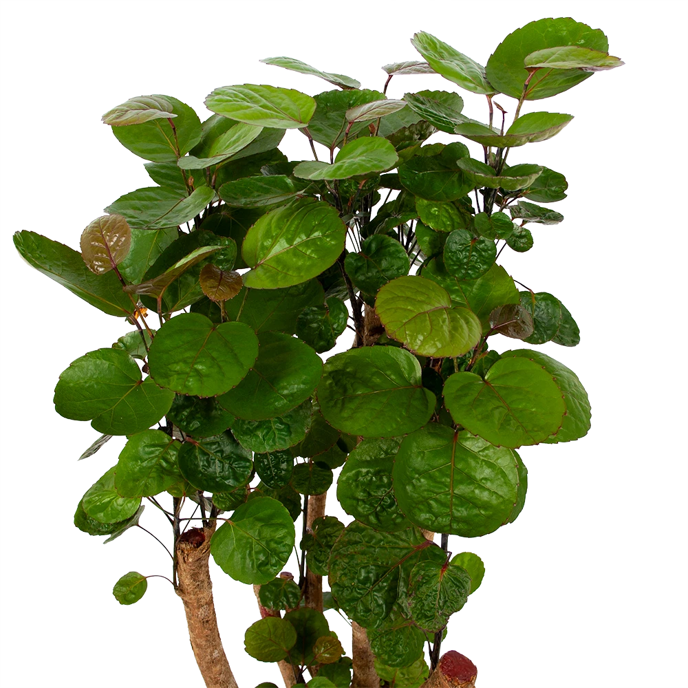 Polyscias Fabian - Aralia - P24 H100 - Kamerplant - Afbeelding 2