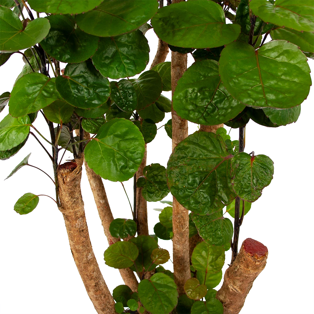 Polyscias Fabian - Aralia - P24 H100 - Kamerplant - Afbeelding 3