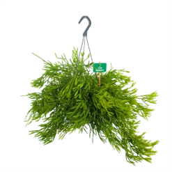 Rhipsalis Ewaldiana - In Hangpot - P17 H40 - Kamerplant