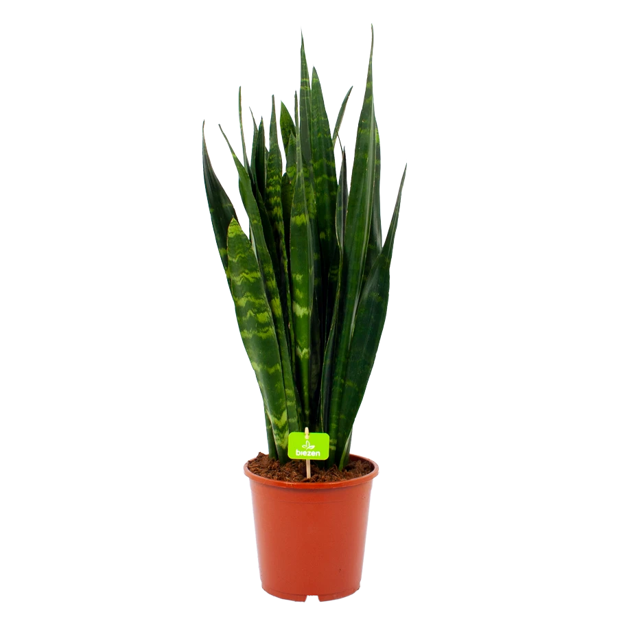 Sansevieria Black Coral - Vrouwentong - P21 H80 - Kamerplant