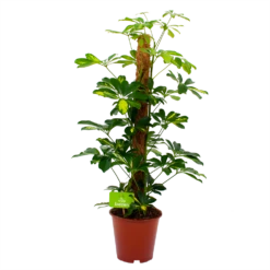 Schefflera Arboricola Gold Capella Mosstok - Vingerboom - P19 H75 - Kamerplant