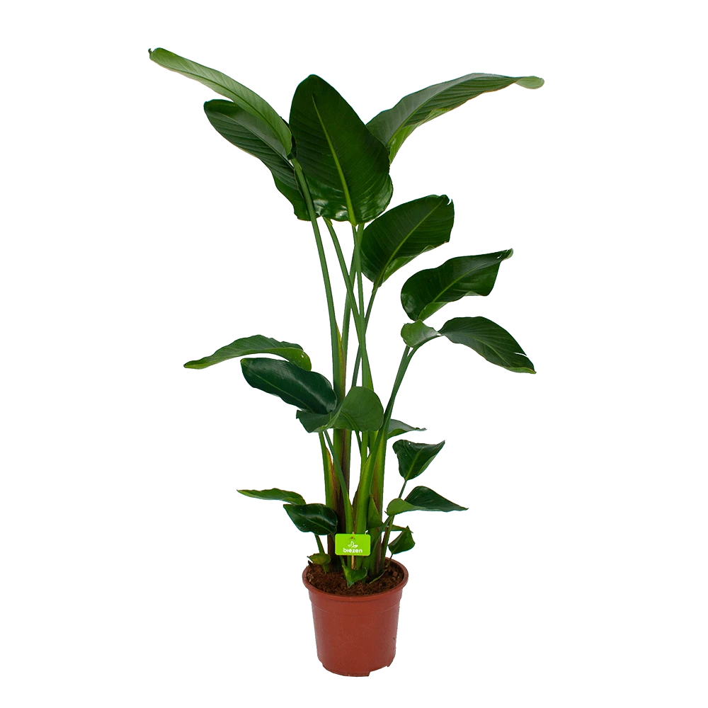 Strelitzia Nicolai - Paradijsvogelpant - P27 H180 - Kamerplant