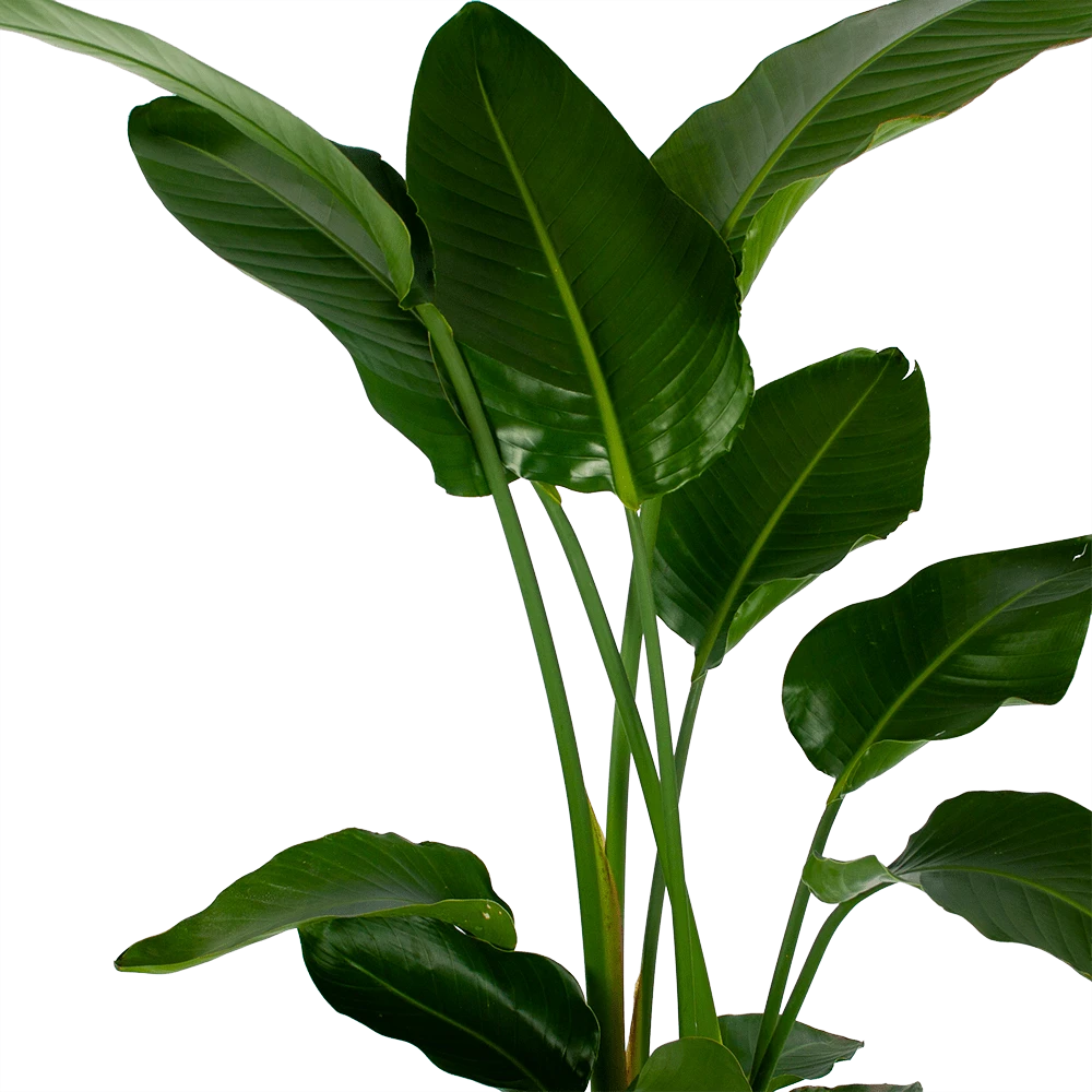 Strelitzia Nicolai - Paradijsvogelpant - P27 H180 - Kamerplant - Afbeelding 2