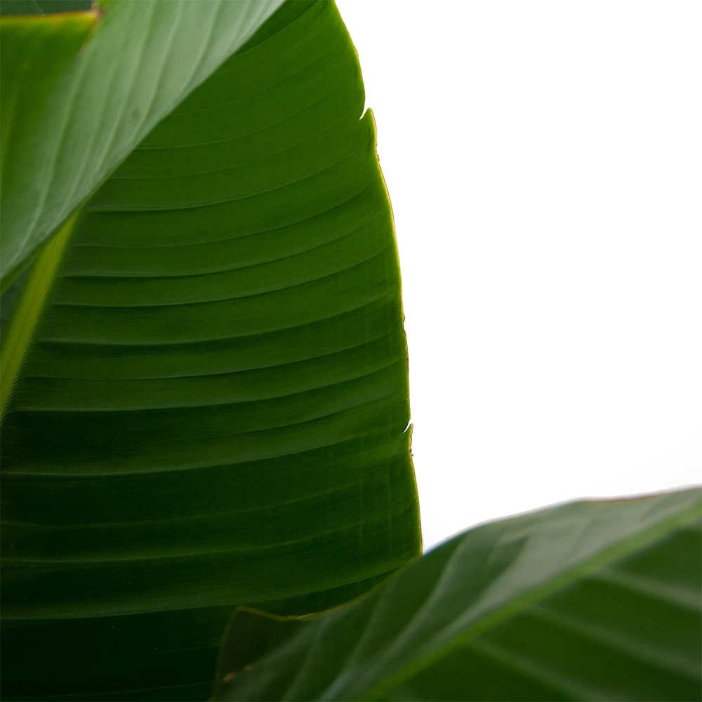 Strelitzia Nicolai - Paradijsvogelpant - P32 H170 - Kamerplant - Afbeelding 2