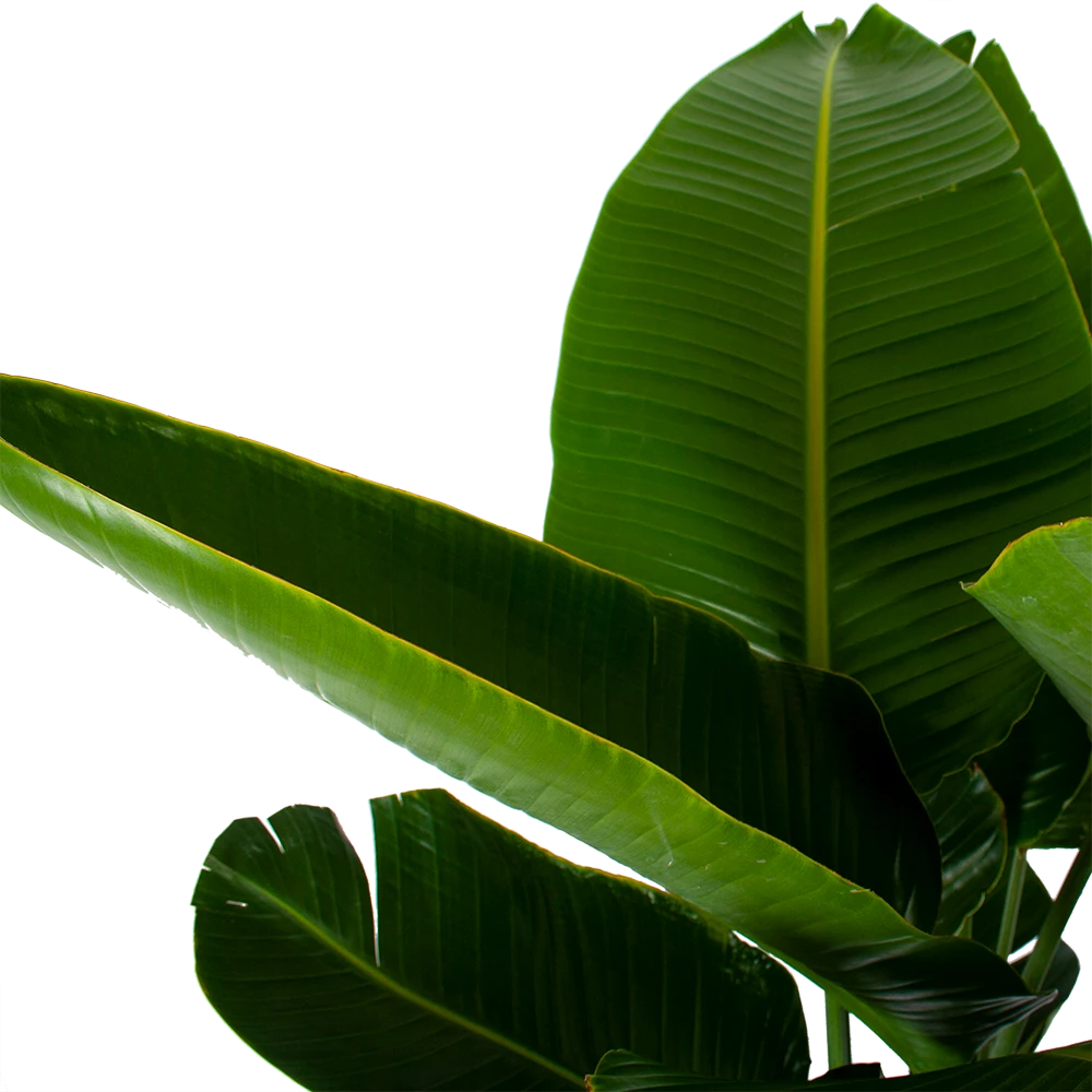 Strelitzia Nicolai - Paradijsvogelpant - P32 H170 - Kamerplant - Afbeelding 3