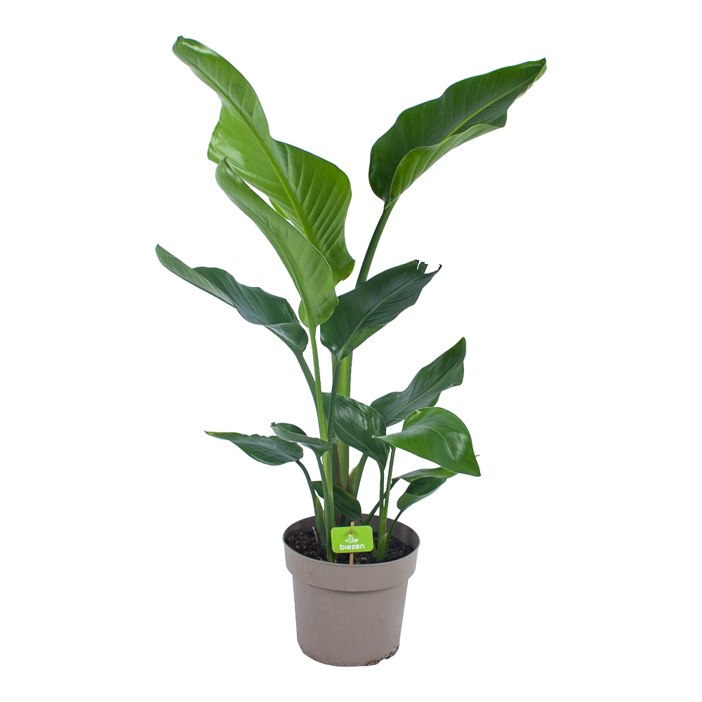 Strelitzia Nicolai - Paradijsvogelplant - P17 H60 - Kamerplant