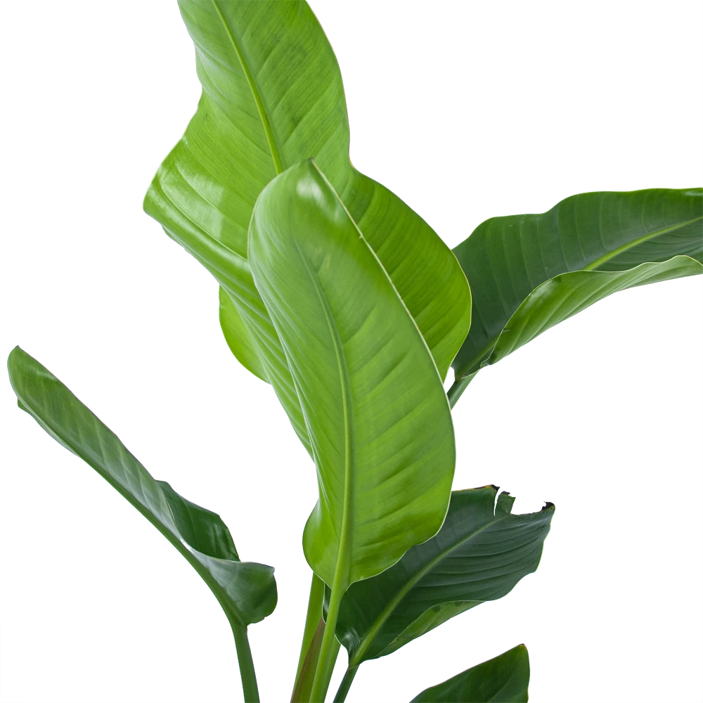 Strelitzia Nicolai - Paradijsvogelplant - P17 H60 - Kamerplant - Afbeelding 2