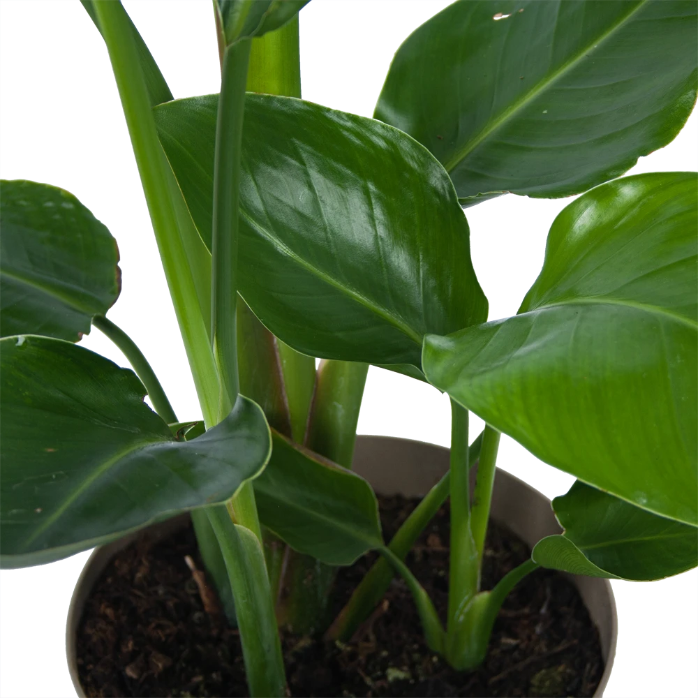 Strelitzia Nicolai - Paradijsvogelplant - P17 H60 - Kamerplant - Afbeelding 3