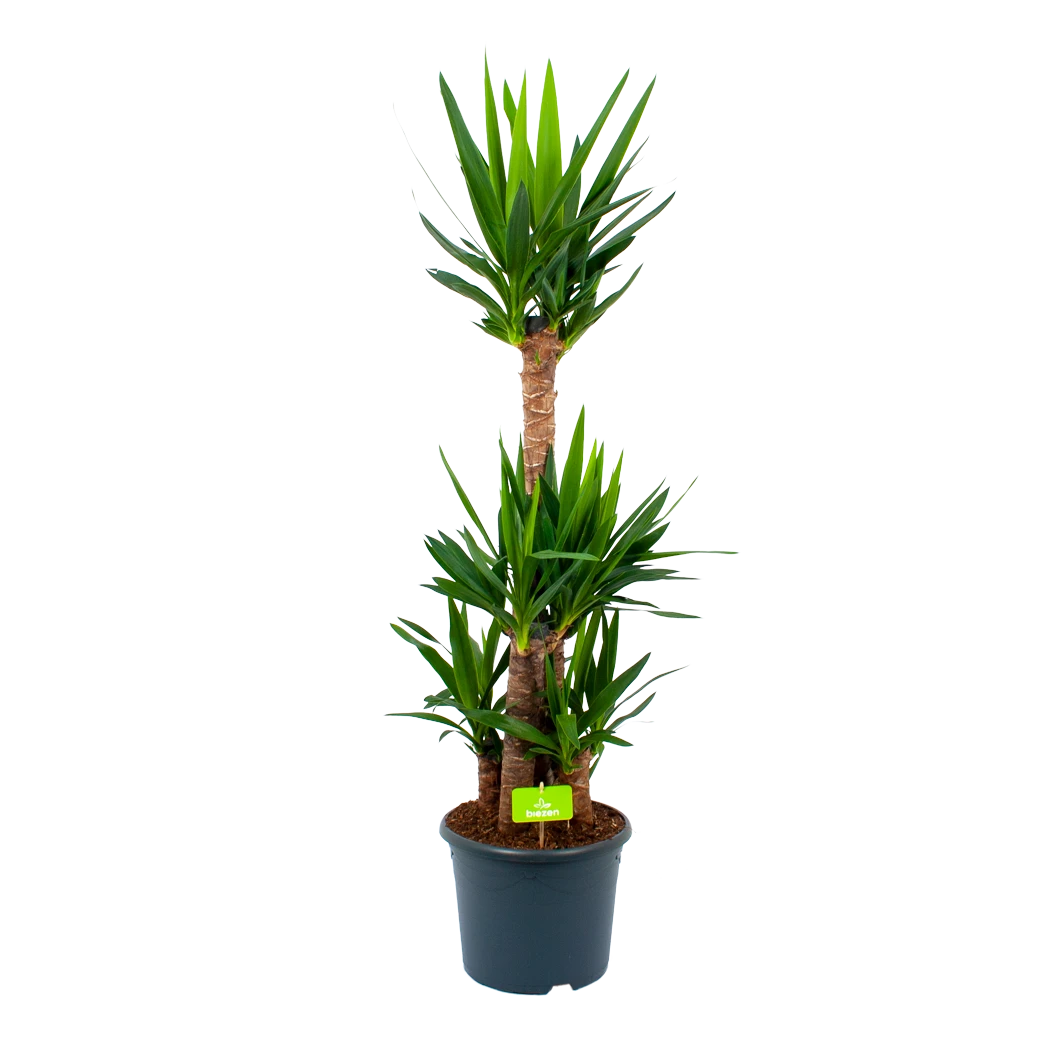 Yucca - Palmlelie - P29 H150 - Kamerplant