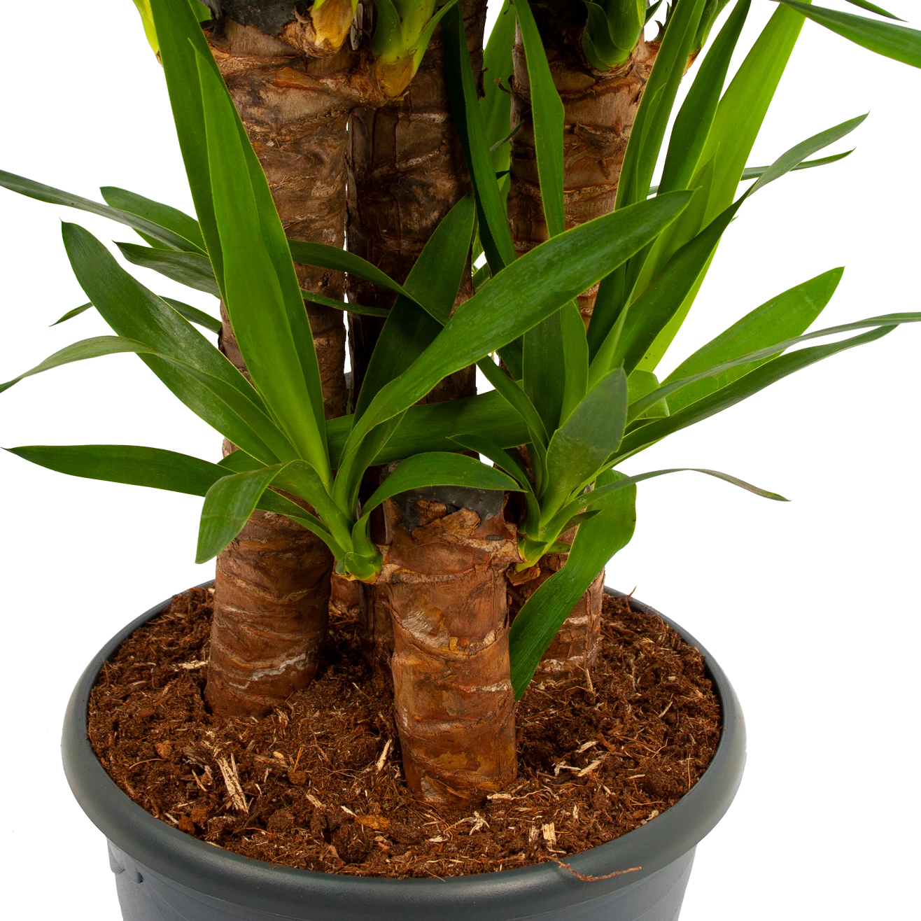 Yucca - Palmlelie - P29 H150 - Kamerplant - Afbeelding 2