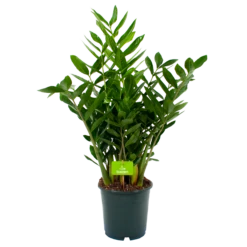 Zamioculcas Zamiifolia - Emerald Palm - P24 H90 - Kamerplant